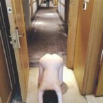 Exposed in public Fully nude for room service…